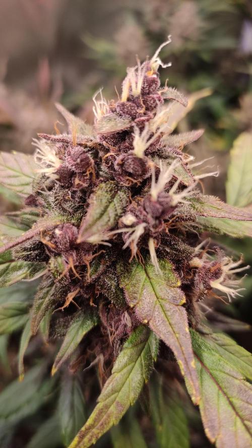 Purple Strains - FastBuds - PL/CM/TC. Week 9 - Meth