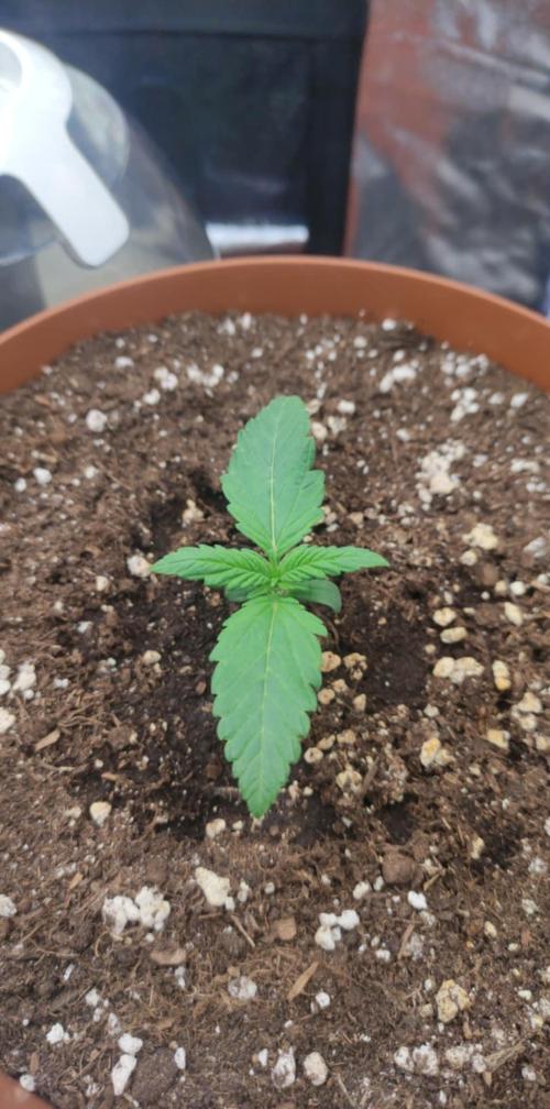 Second Drive - FastBuds. Week 1 - Cherry Cola - Day 8
