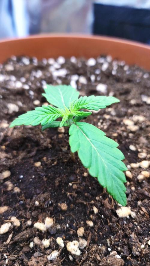 Second Drive - FastBuds. Week 1 - Gorilla Zkittlez - Day 9