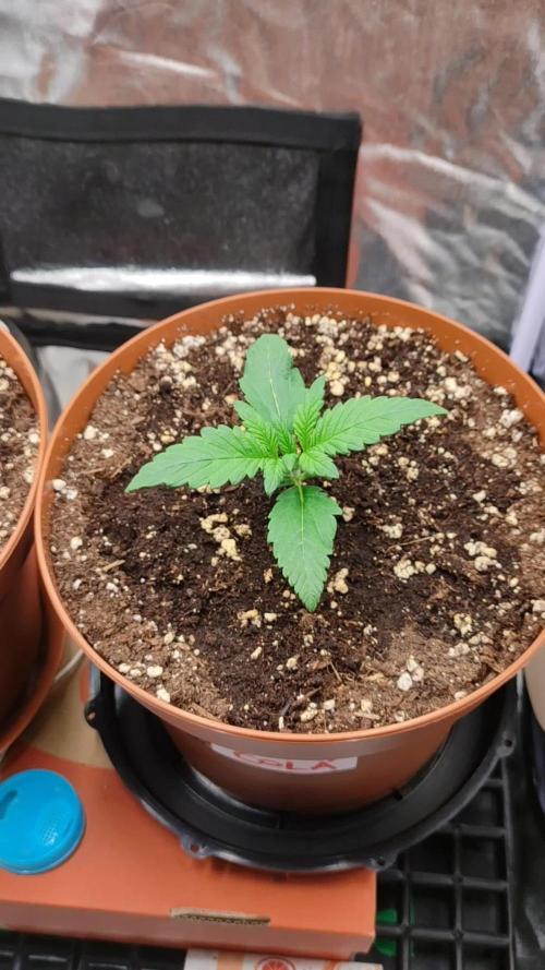 Second Drive - FastBuds