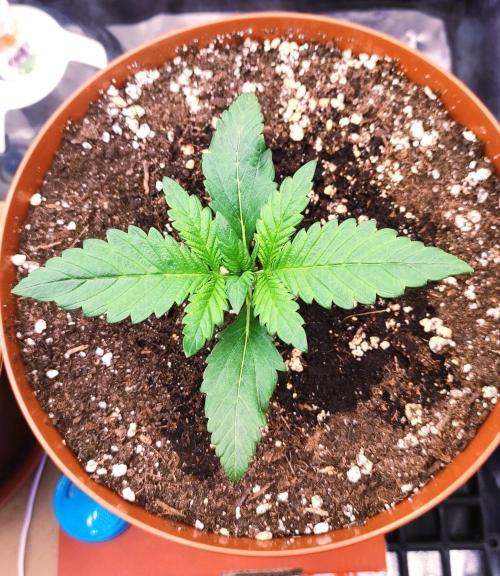 Second Drive - FastBuds. Week 1 - Cherry Cola - Day 11