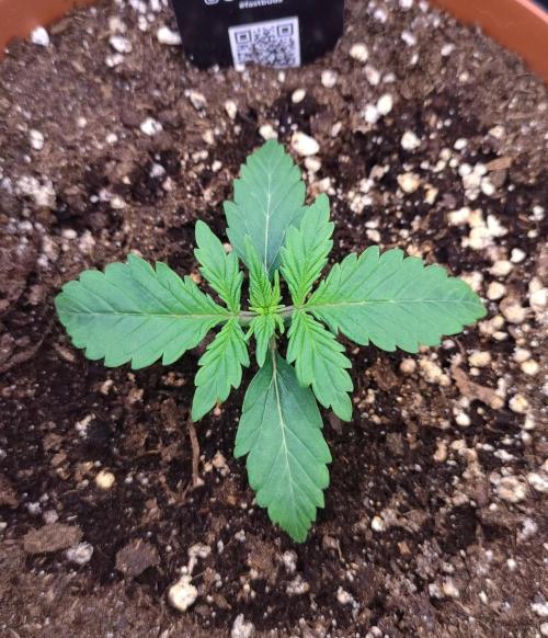 Second Drive - FastBuds. Week 1 - Gorilla Zkittlez - Day 11