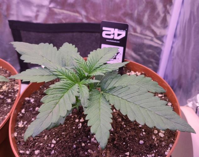 Second Drive - FastBuds. Week 2 - Cherry