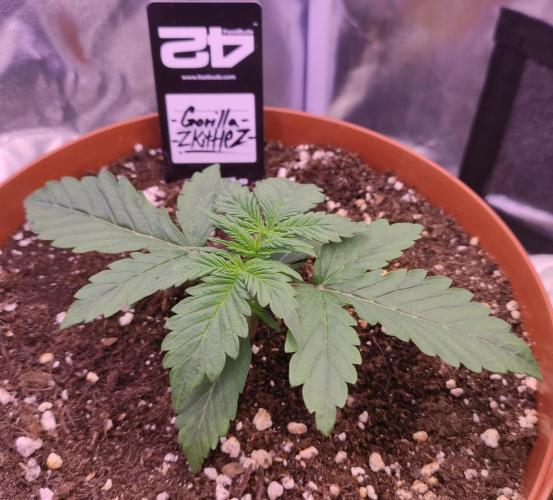 Second Drive - FastBuds. Week 2 - Zkittlez 