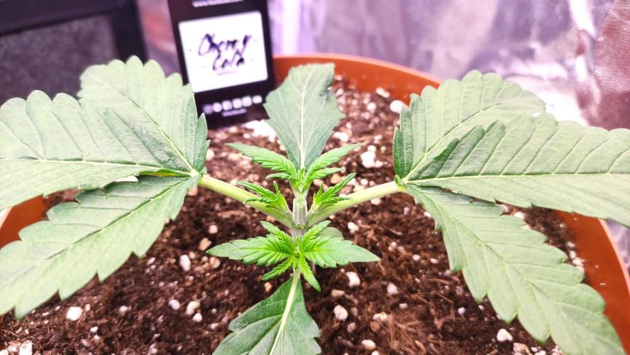 Second Drive - FastBuds. Week 2 - Cherr