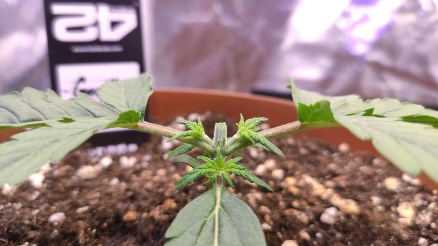 Second Drive - FastBuds. Week 2 - Zkitt