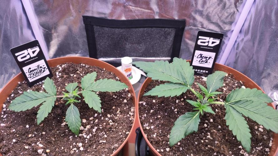 Second Drive - FastBuds. Week 2 - Směřují svůj výkon jinam 🚀