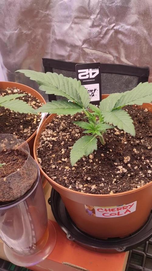 Second Drive - FastBuds