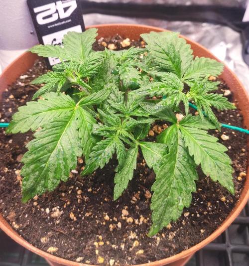 Second Drive - FastBuds. Week 3 - Zkitt