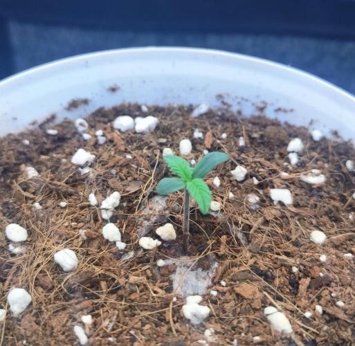 Second Drive - FastBuds. Week 3 - Crys