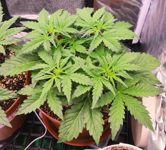 Second Drive - FastBuds. Week 3 - Zkitt
