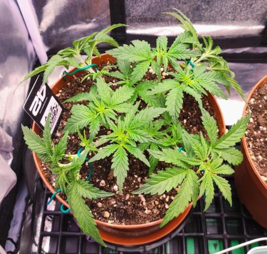 Second Drive - FastBuds. Week 3 - Zkitt + LST + plachty off