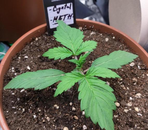 Second Drive - FastBuds. Week 4 - Crys - Den 12