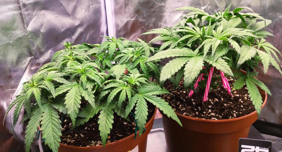 Second Drive - FastBuds. Week 4 - Zkitt + Cherr