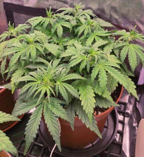 Second Drive - FastBuds. Week 4 - Zkittlez 