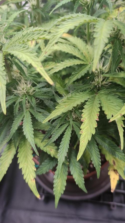 Second Drive - FastBuds. Week 6 - Zkittlez 