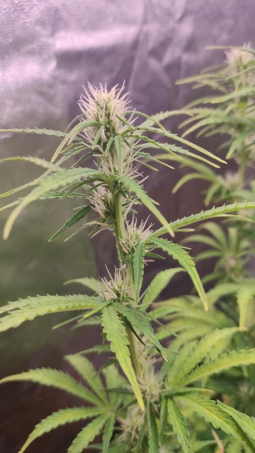 Second Drive - FastBuds. Week 6 - Zkittlez 
