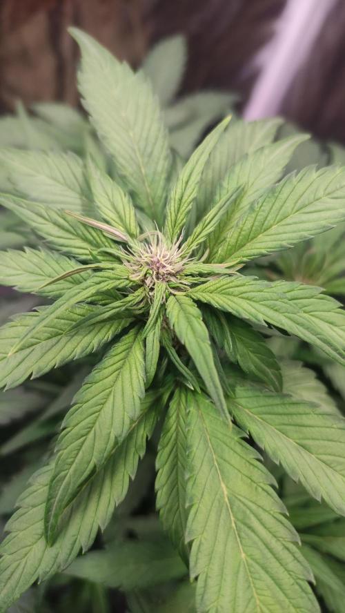 Second Drive - FastBuds. Week 6 - Crystal den 34