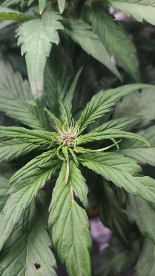 Second Drive - FastBuds. Week 6 - Crystal den 34