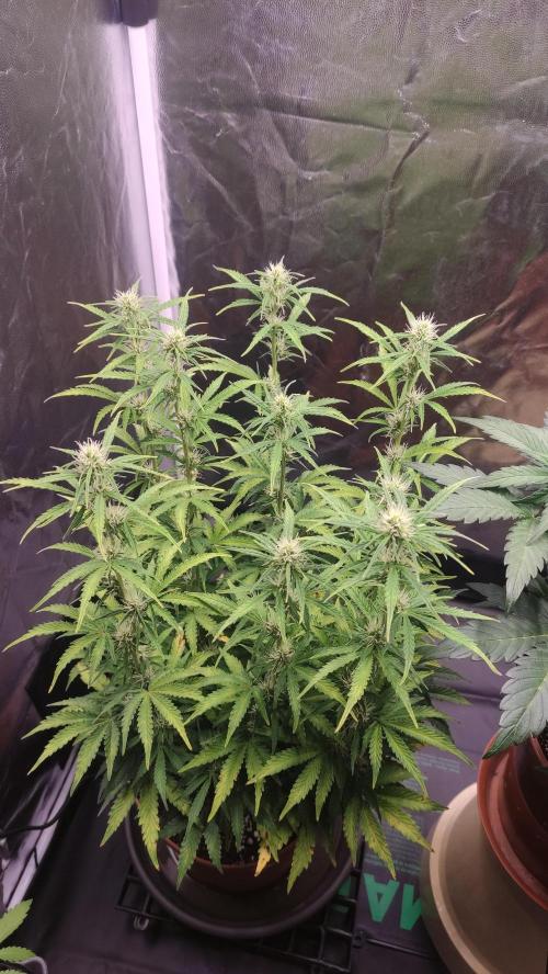 Second Drive - FastBuds. Week 6 - Zkittlez 