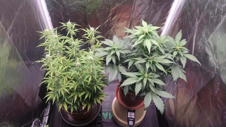 Second Drive - FastBuds. Week 6 - Holky