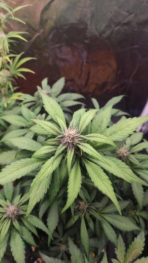 Second Drive - FastBuds. Week 6 - Meth 


