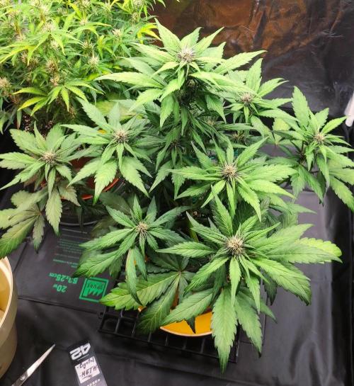 Second Drive - FastBuds. Week 6 - Meth  