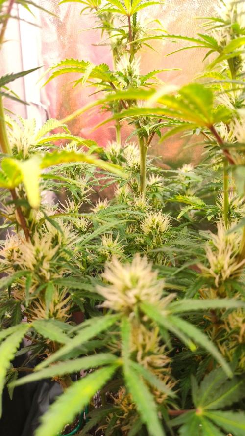 Second Drive - FastBuds. Week 6 - Zkittlez spodek