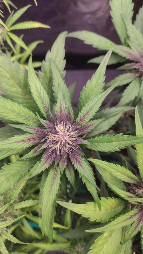 Second Drive - FastBuds. Week 6 - Meth