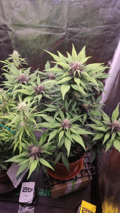 Second Drive - FastBuds. Week 6 - Meth