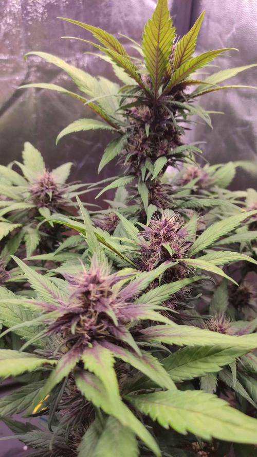 Second Drive - FastBuds. Week 7 - Crystal M  Day 47