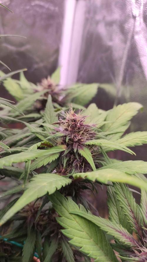 Second Drive - FastBuds. Week 7 - Crystal M Day 47