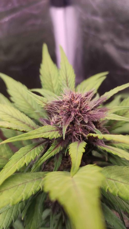 Second Drive - FastBuds. Week 7 - Crystal M Day 47