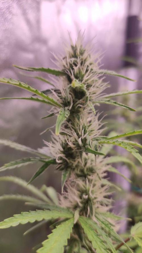 Second Drive - FastBuds. Week 7 - Zkittlez 