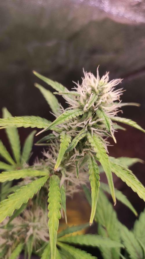 Second Drive - FastBuds. Week 7 - Zkittlez
