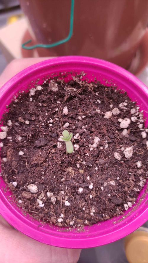 Lemonpaya. Week 1 - Den 1
