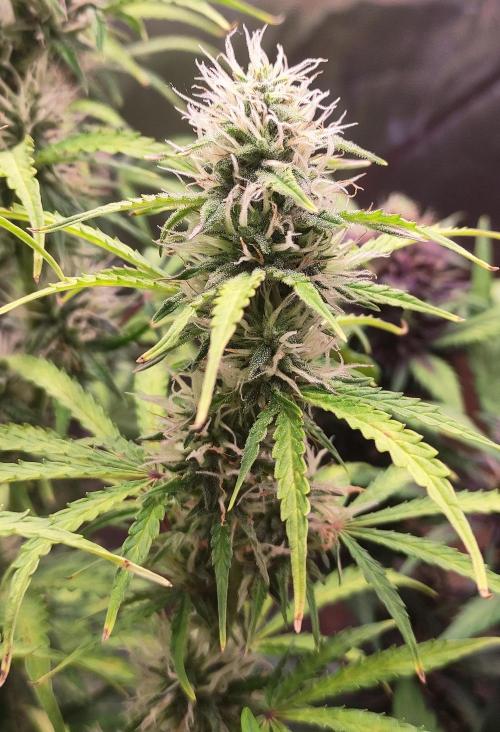 Second Drive - FastBuds. Week 7 - Zkittlez nabírá 