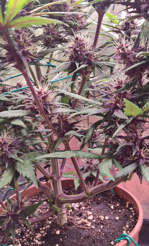 Second Drive - FastBuds. Week 7 - Crystal vnitřek 