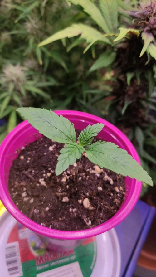 Lemonpaya. Week 1 - Den 7