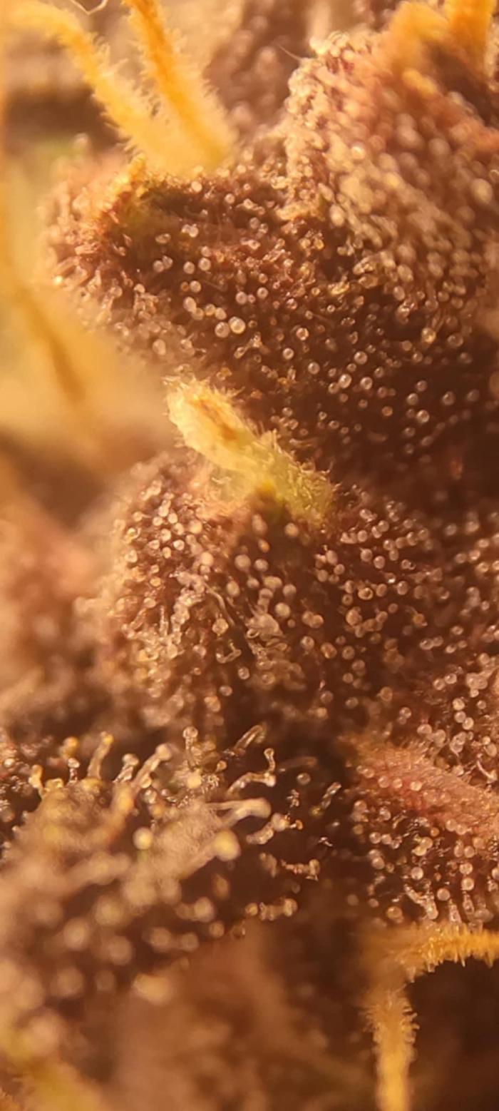Purple Strains - FastBuds - PL/CM/TC. Week 10