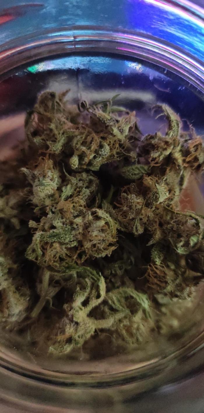 Purple Strains - FastBuds - PL/CM/TC. Week 11
