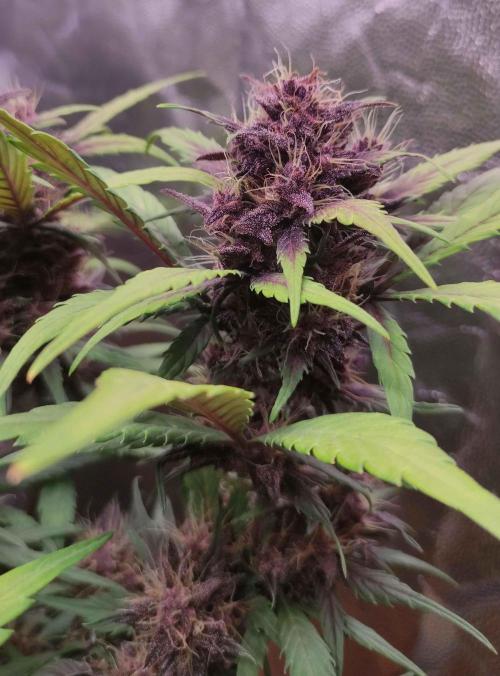 Second Drive - FastBuds. Week 7 - CM