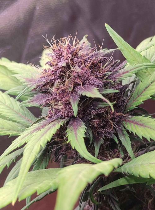 Second Drive - FastBuds. Week 7 - CM
