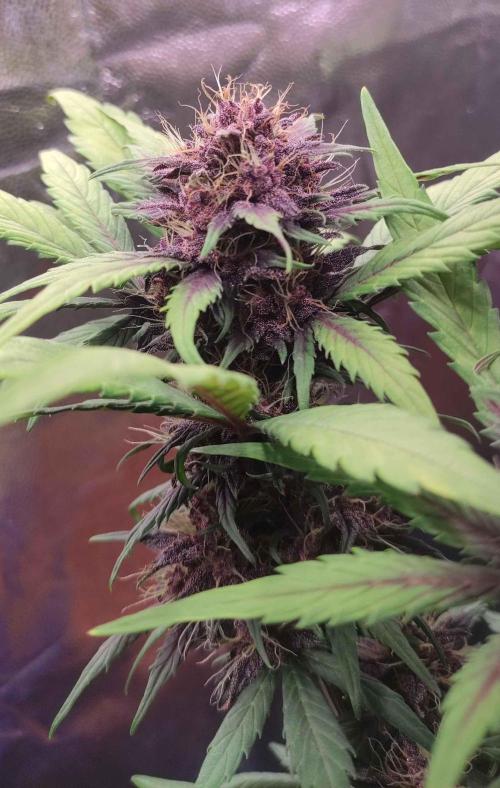 Second Drive - FastBuds. Week 7 - CM