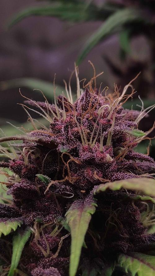 Second Drive - FastBuds. Week 7 - CM