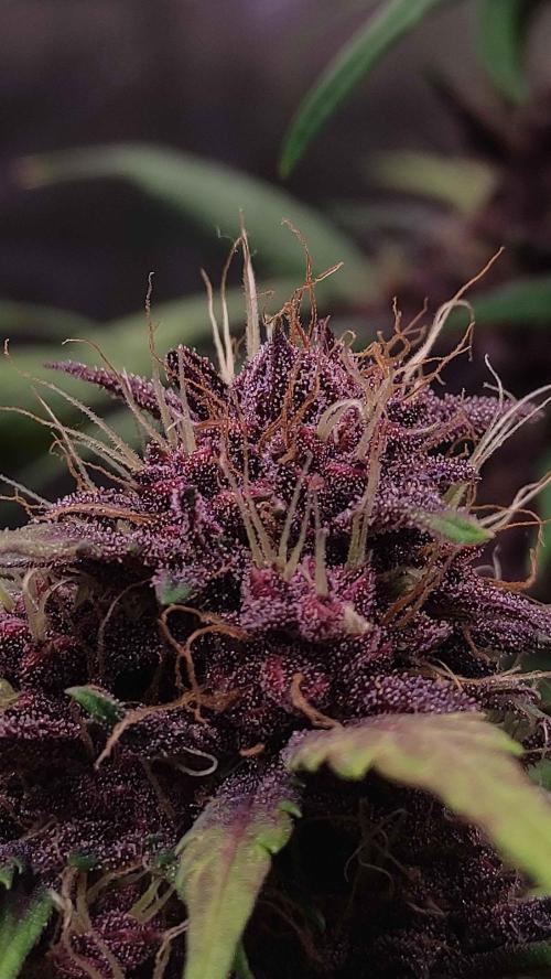 Second Drive - FastBuds. Week 7 - CM