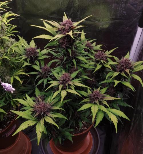 Second Drive - FastBuds. Week 7 - CM