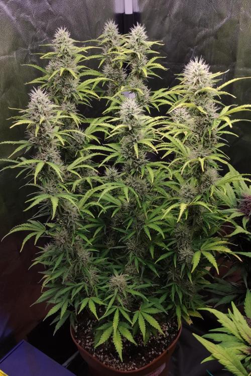 Second Drive - FastBuds. Week 7 - Zkitt