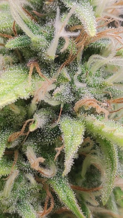 Second Drive - FastBuds. Week 8