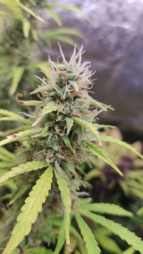 Second Drive - FastBuds. Week 8